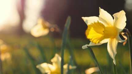 Gratis skabelon: Lav et smukt påskelilje-ophæng