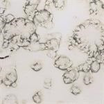 Antik spejl Grigio Argento, 4mm, 122 x 240cm